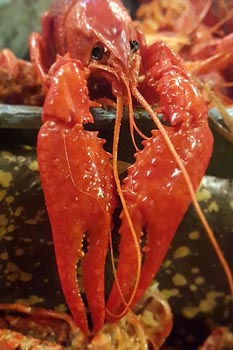 French Market Restaurant Crawfish New Orleans